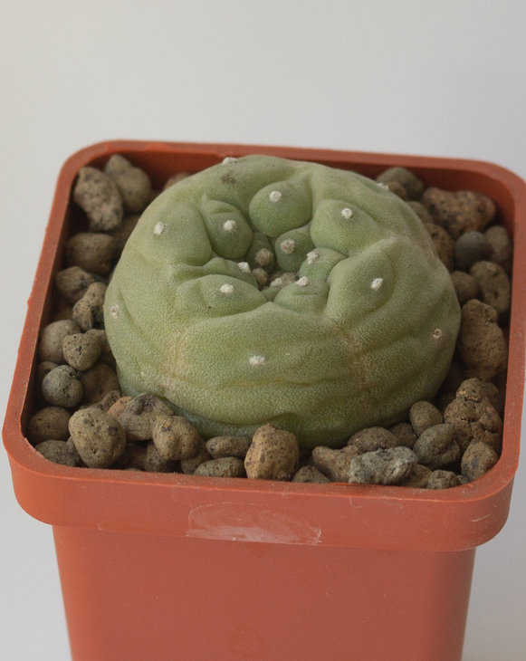 L.fricii, VM680, El Amparo , Coahuila.jpg