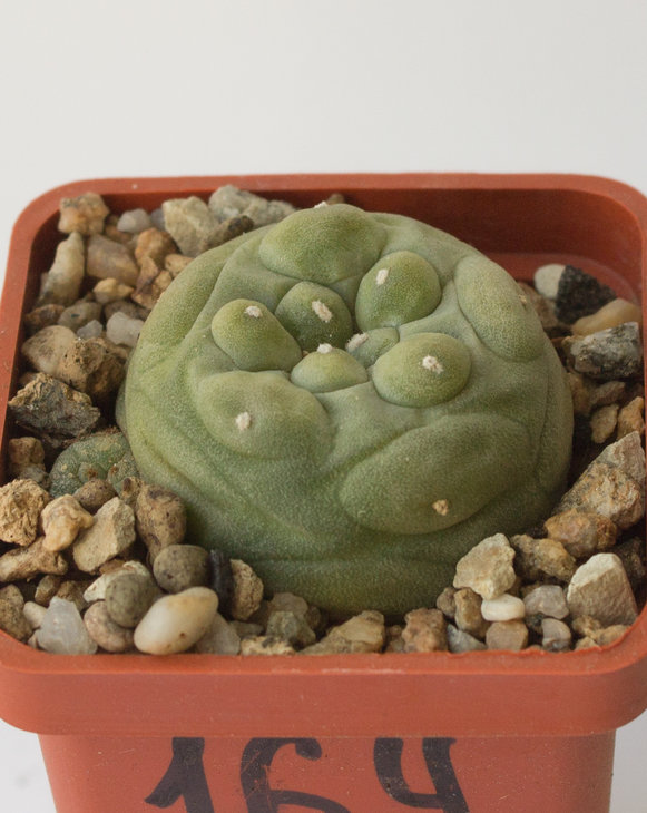 L.diffusa, KKR 571, Higueras, Querétaro.jpg