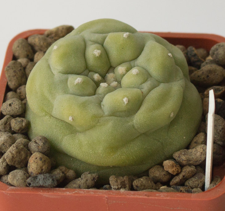 L.diffusa, KKR 275, Vizaron 88km, Querétaro.jpg