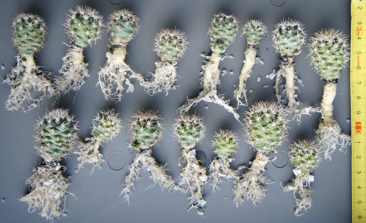 Coryphantha durangensis P 298.JPG