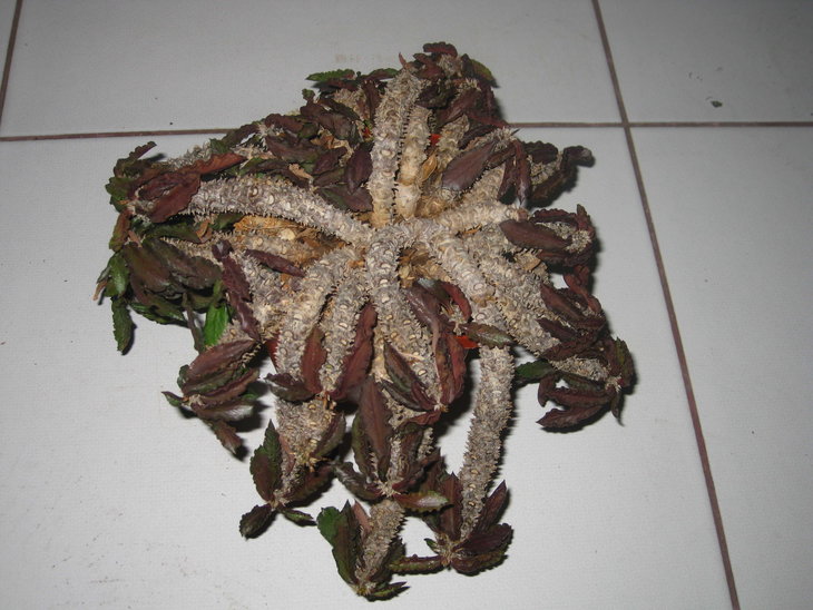 Euphorbia decaryi