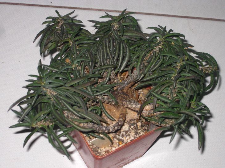 Euphorbia cylindrifolia subs. tuberifera
