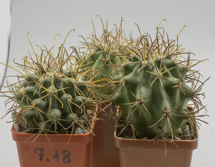G.uncinatus.jpg