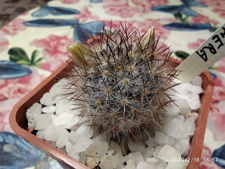 Mammillaria prolifera