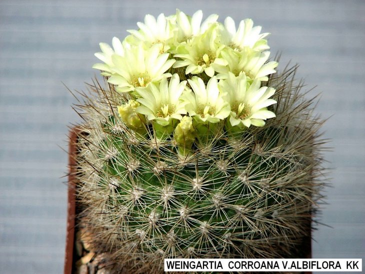 WEINGARTIA  CORROANA V. ALBIFLORA  KK (d).jpg