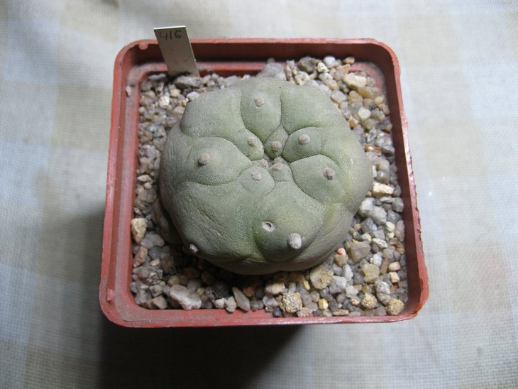 Lophophora diffusa cb 030016