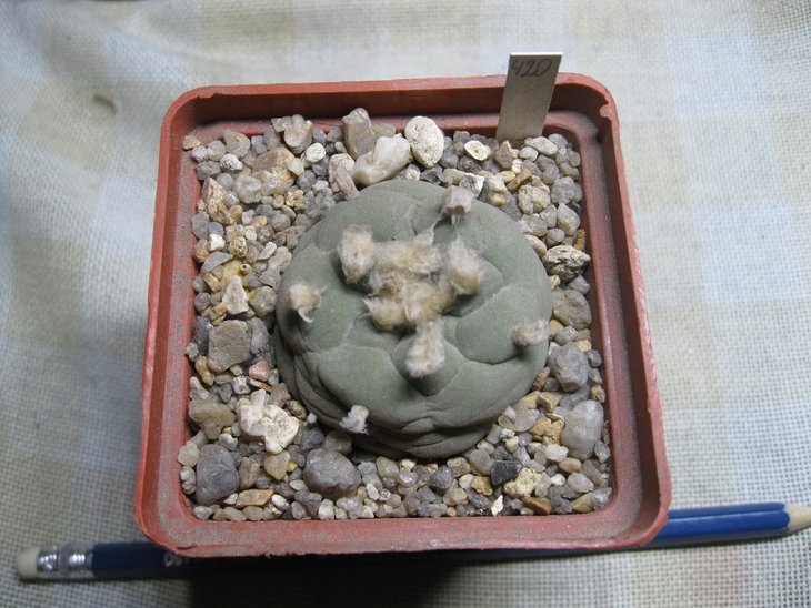 Lophophora	decipiens (так называемая иногда)
