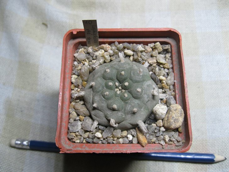 Lophophora	williamsii var texensis