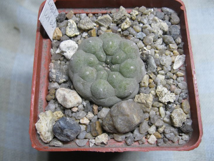 Lophophora	lutea (williamsii Huizache, SLP)