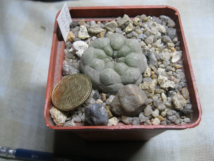она же Lophophora	lutea (williamsii Huizache, SLP)
