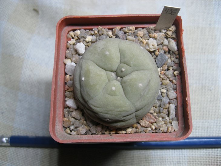 Lophophora	diffusa var swobodiana DS 012500