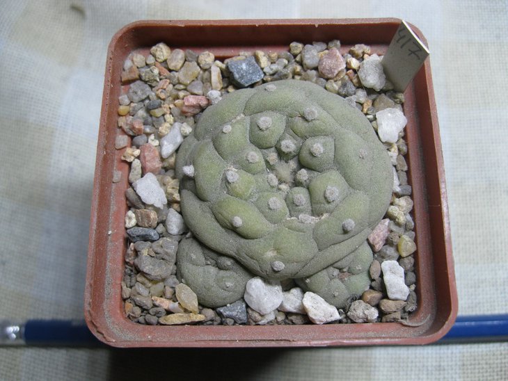 Lophophora	diffusa cb 012500 Есть сомнение в правильности названия, так как ниже с таким номером более подходящее растение будет