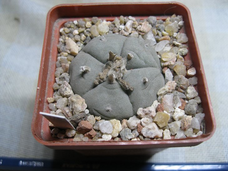 Lophophora	La Huizache