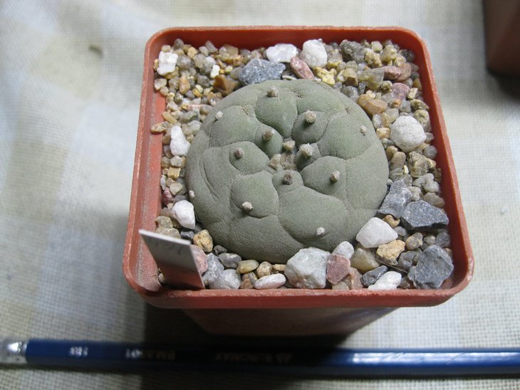 Lophophora	diffusa ks 404