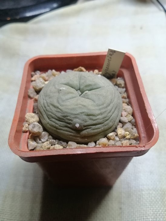 Вот еще. 5 см горшок. Было указано, что она Lophophora пушистая, скорее всего это diffusa. Эпидермис нежный, мягкий, светло-зеленый. Но при этом медленно растет. Таких две штуки у меня. И На дифузу то не сильно похожа.