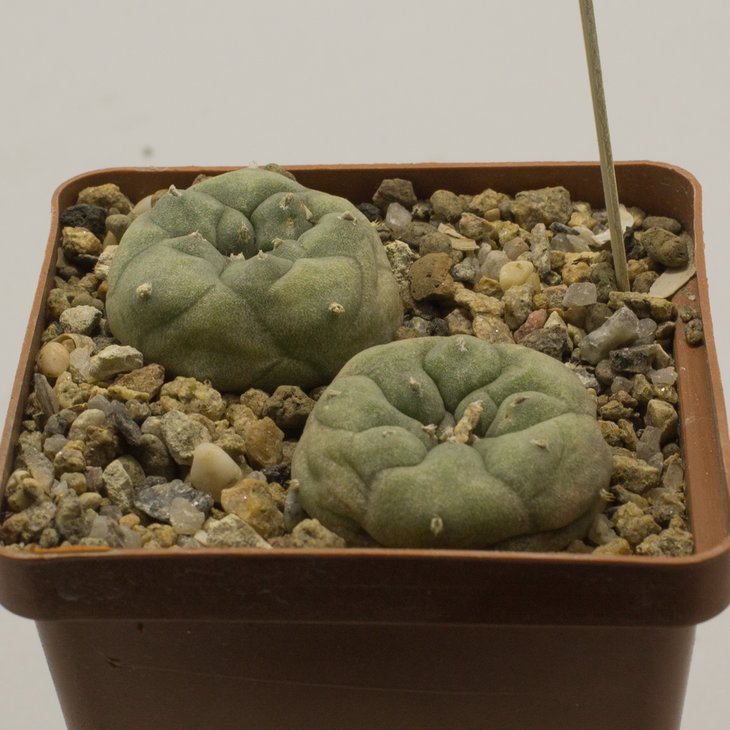 L.jourdaniana