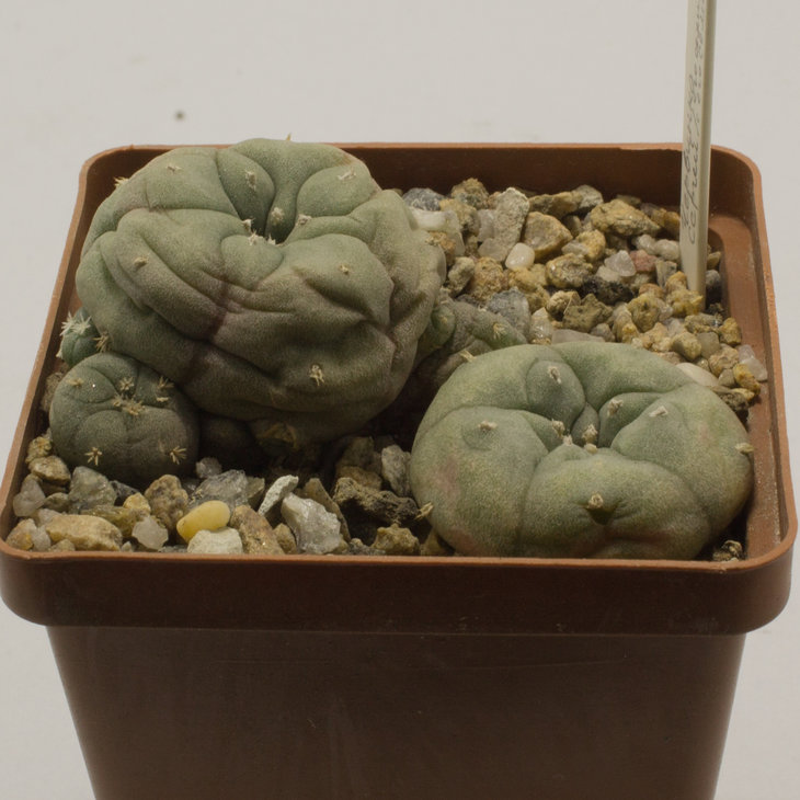 L.jourdaniana
