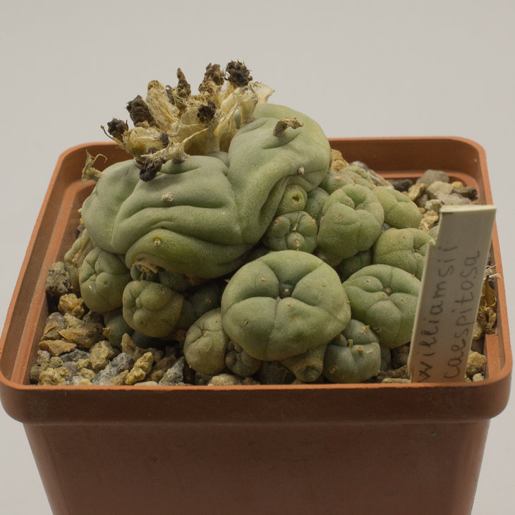 L.williamsii