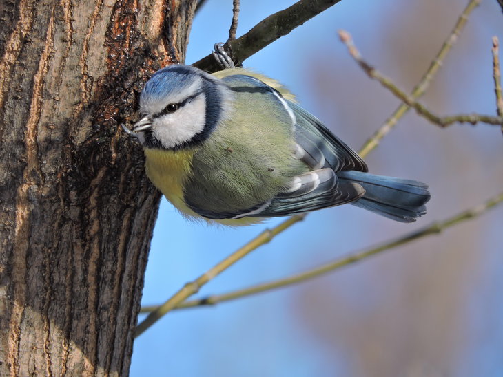 Синиця блакитна(Parus caeruleus)