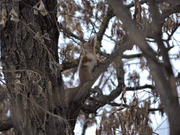 Вивірка звичайна(Sciurus vulgaris)