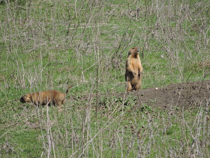Байбак степовий(Marmota bobak)