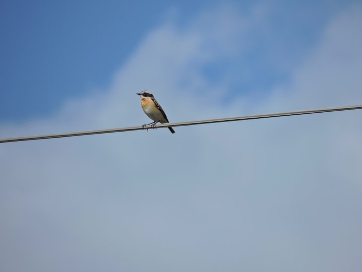 Трав'янка лучна(Saxicola rubetra)