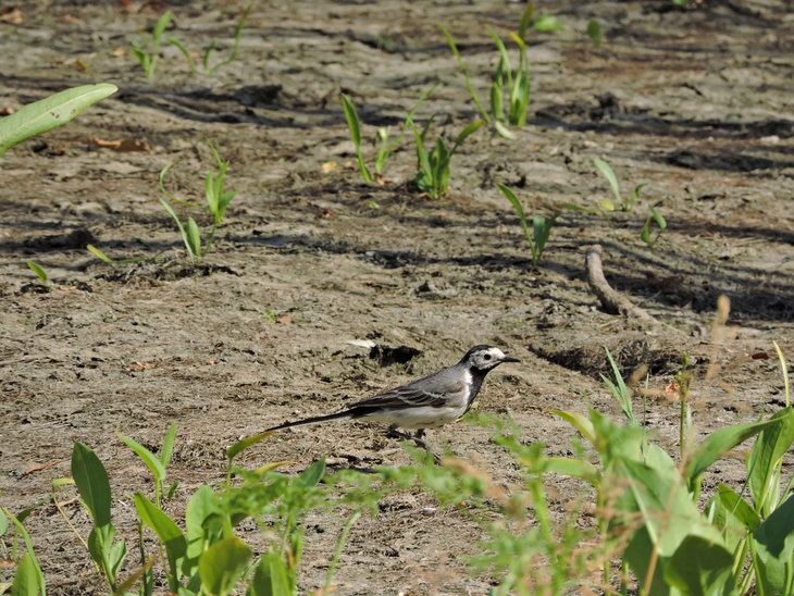 Плиска біла(Motacilla alba)