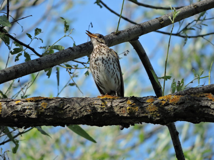 Дрізд співочий(Turdus philomelos)