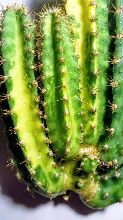 Cereus peruvianus02.jpg