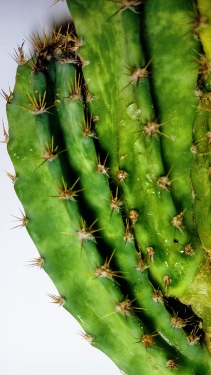 Cereus peruvianus01.jpg