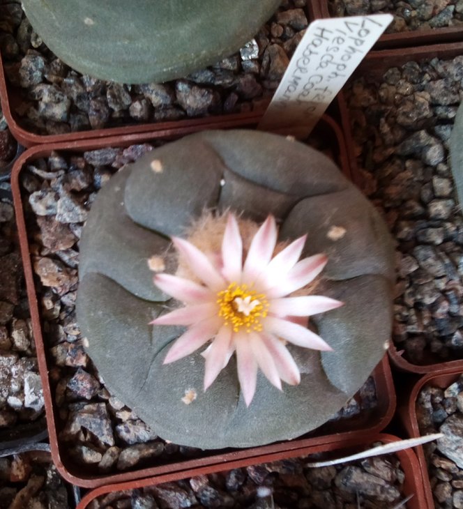 Lophophora fricii