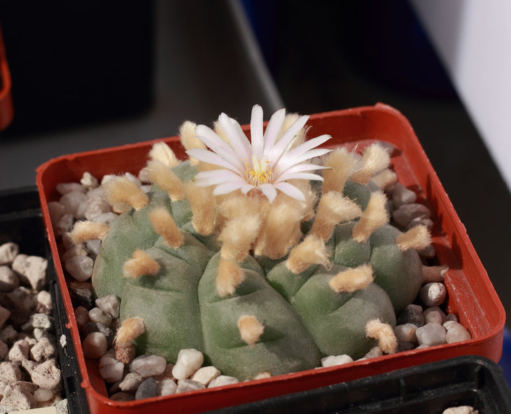 L.williamsii , San Jose de Palmar KKR 391