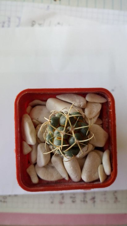 coryphantha cornifera