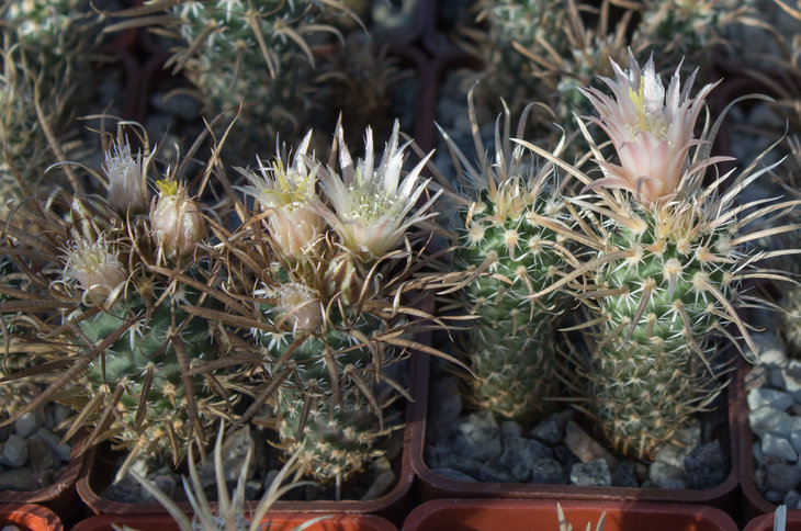 TOUMEYA.papyracantha_Piltz (2327)_2.jpg