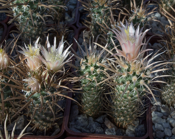 TOUMEYA.papyracantha_Piltz (2327)_1.jpg