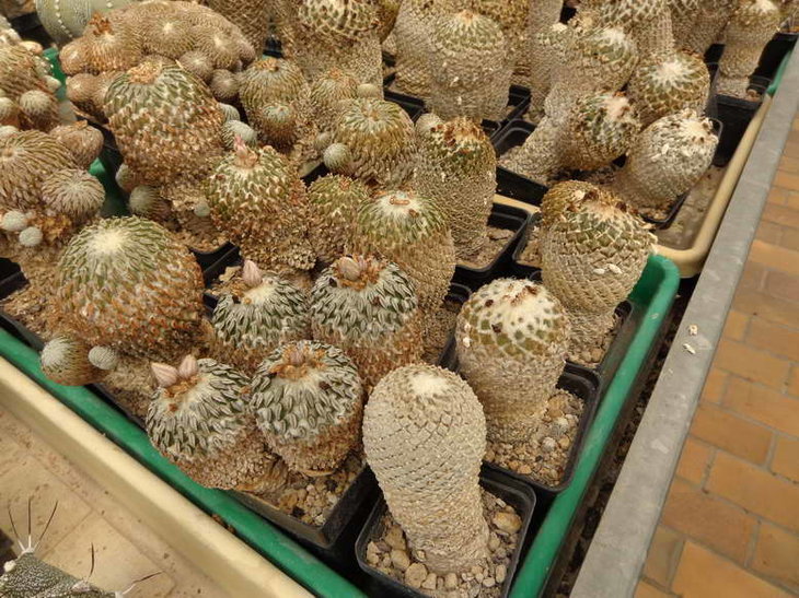 DSC08754.JPG