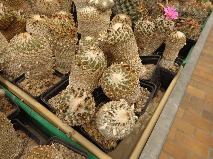 DSC08760.JPG