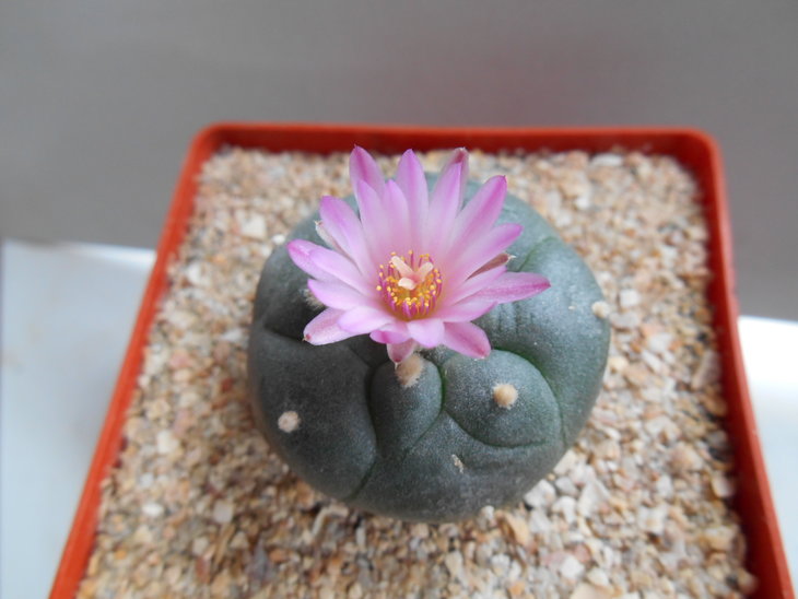 DSCN2937.jpg