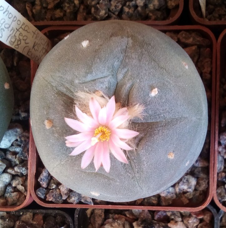 gigantea KS198