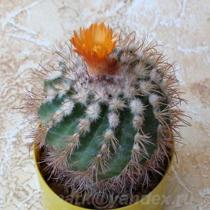 Parodia ocampoi Card. 1955 f.zecheri-1501z-.jpg