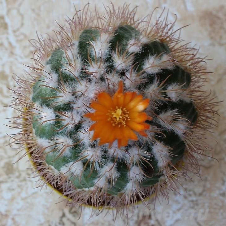 Parodia ocampoi Card. 1955 f.zecheri-1502z-.jpg