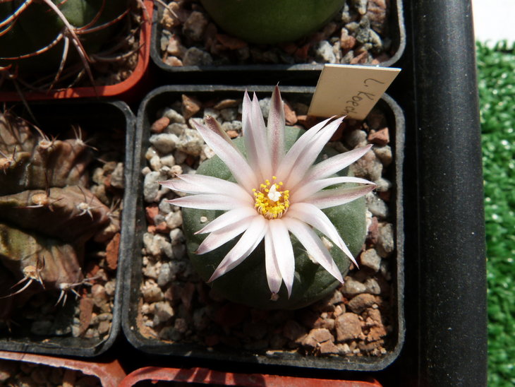Lophophora diffusa var. koehresii