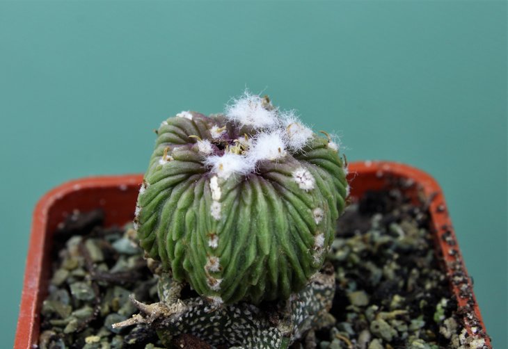 Aztekium ritteri  f. rotundum GCG 10005 El Barrial, NL., Mex.