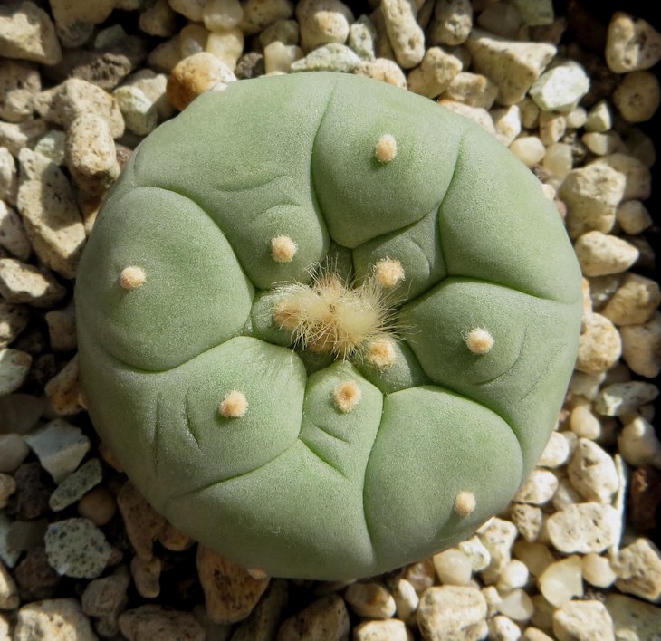 L. diffusa KKR 275, Vizaron 88km, Querétaro, Mexico