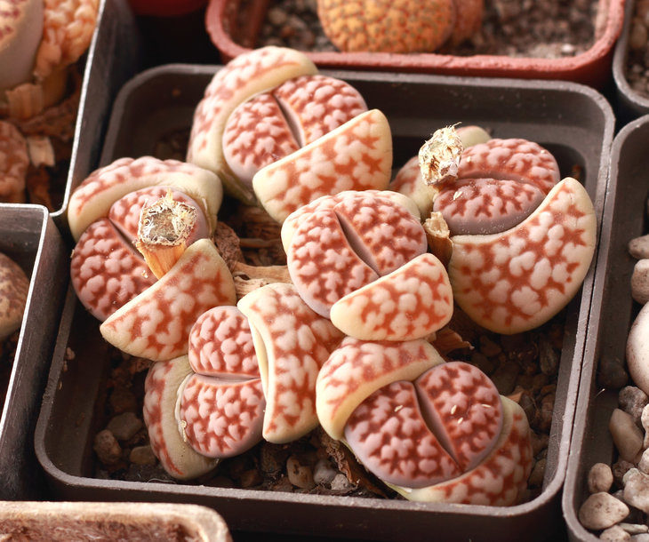 Karasmontana   &quot;mickbergensis&quot;