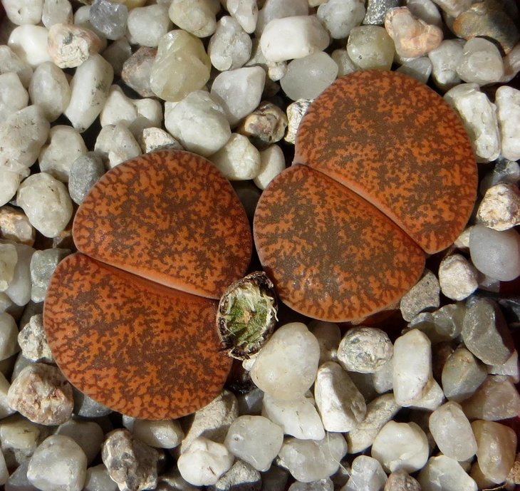lesliei v. lesliei &quot;Kimberley&quot; C354