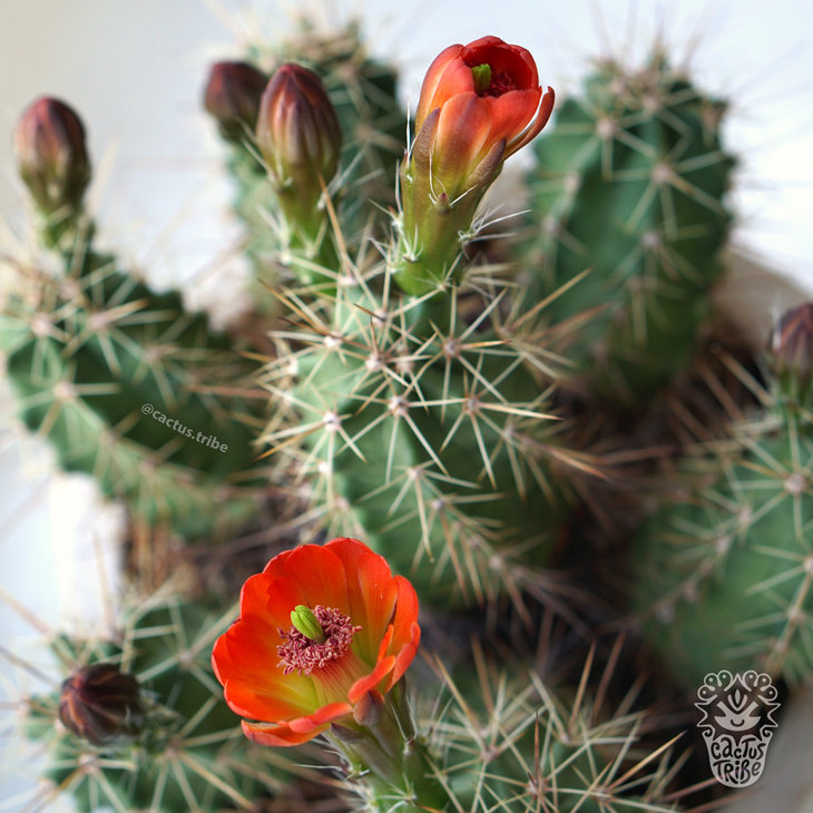 Echinocereus coccineus