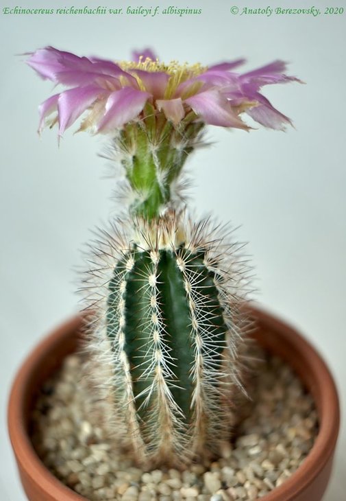 E. reichenbachii var. baileyi f. albispinus 1.jpg