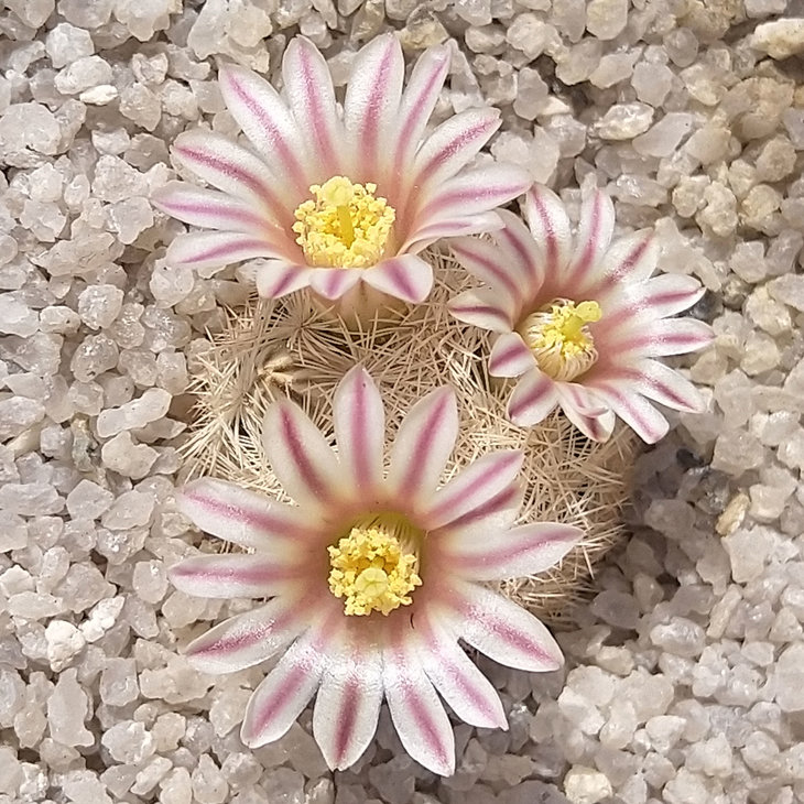 Mammillaria lasiacantha SB414