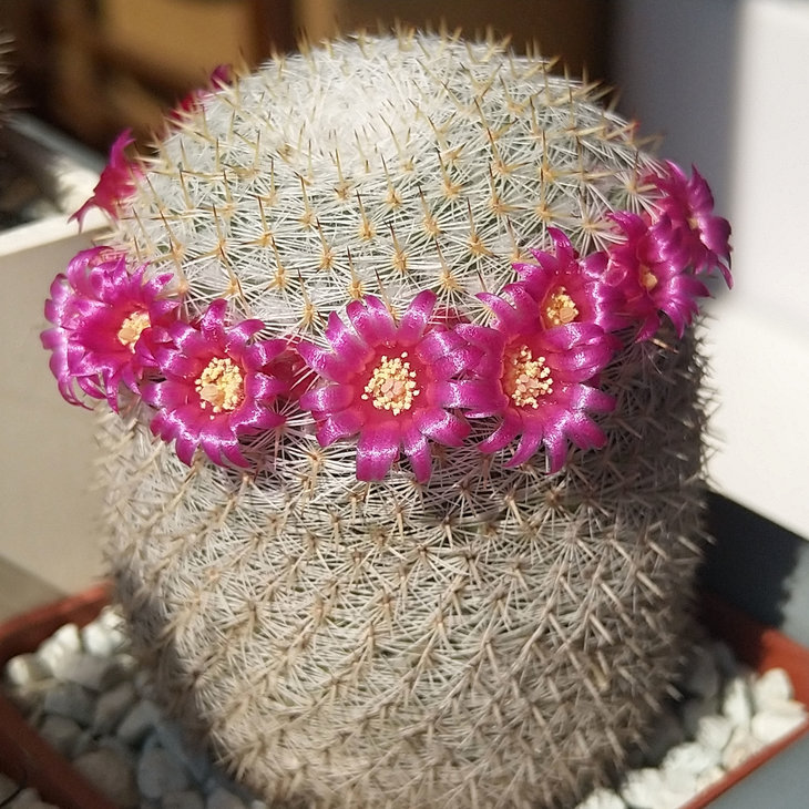 Mammillaria haageana